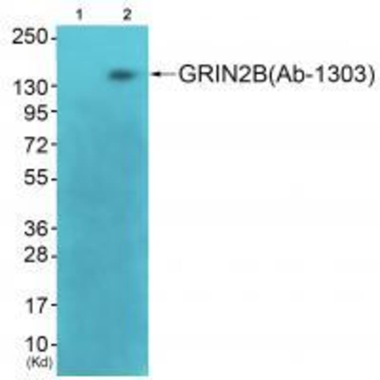Western blot - GRIN2B (Ab-1303) Antibody from Signalway Antibody (33300) - Antibodies.com