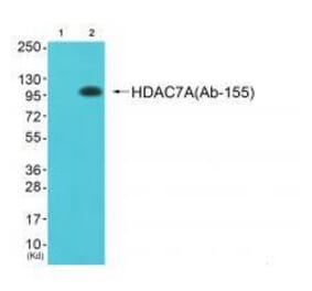 Western blot - HDAC7A (Ab-155) Antibody from Signalway Antibody (33302) - Antibodies.com