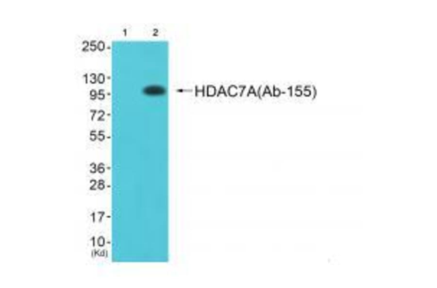 Western blot - HDAC7A (Ab-155) Antibody from Signalway Antibody (33302) - Antibodies.com