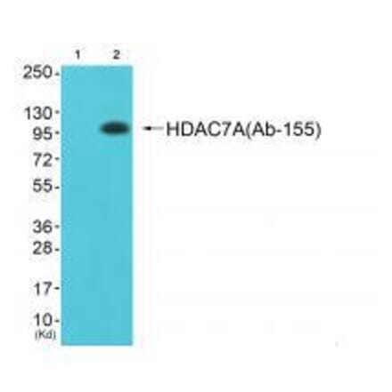 Western blot - HDAC7A (Ab-155) Antibody from Signalway Antibody (33302) - Antibodies.com