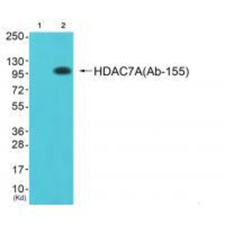 Western blot - HDAC7A (Ab-155) Antibody from Signalway Antibody (33302) - Antibodies.com