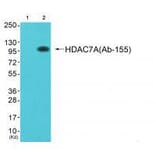 Western blot - HDAC7A (Ab-155) Antibody from Signalway Antibody (33302) - Antibodies.com