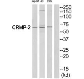 Western blot - CRMP-2 (Ab-522) Antibody from Signalway Antibody (33317) - Antibodies.com