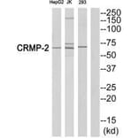 Western blot - CRMP-2 (Ab-522) Antibody from Signalway Antibody (33317) - Antibodies.com