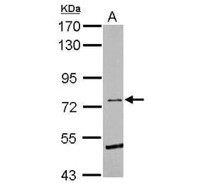 Eph Receptor B6 Antibody from Signalway Antibody (35492) - Antibodies.com