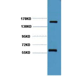 Western blot - CD45 Monoclonal Antibody from Signalway Antibody (40420) - Antibodies.com
