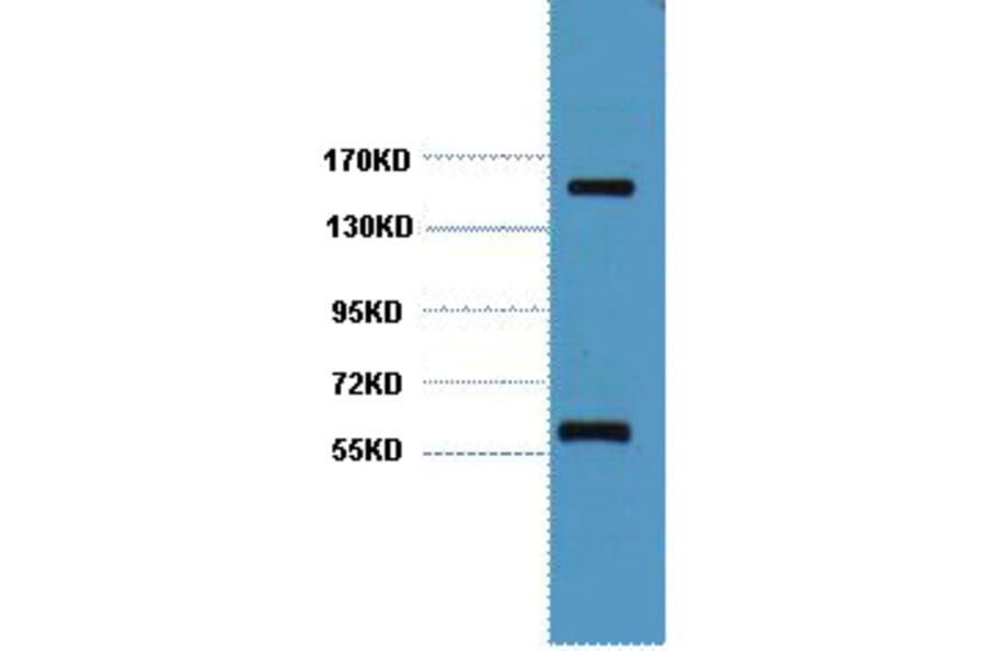 Western blot - CD45 Monoclonal Antibody from Signalway Antibody (40420) - Antibodies.com