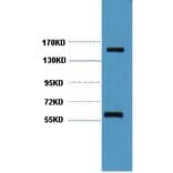 Western blot - CD45 Monoclonal Antibody from Signalway Antibody (40420) - Antibodies.com