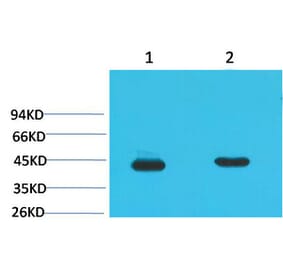 Western blot - HAO1 Monoclonal Antibody from Signalway Antibody (40484) - Antibodies.com