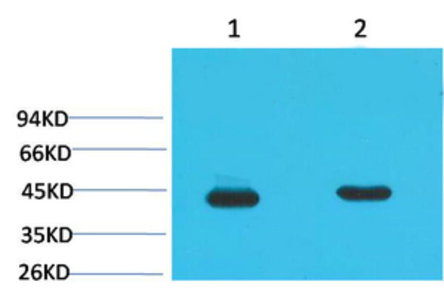 Western blot - HAO1 Monoclonal Antibody from Signalway Antibody (40484) - Antibodies.com