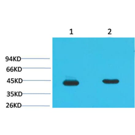 Western blot - HAO1 Monoclonal Antibody from Signalway Antibody (40484) - Antibodies.com