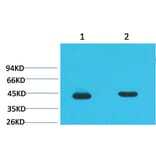 Western blot - HAO1 Monoclonal Antibody from Signalway Antibody (40484) - Antibodies.com