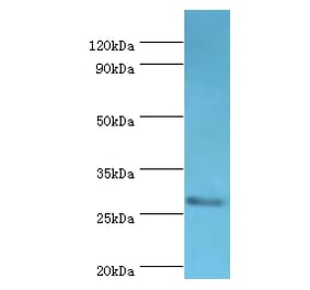 CD48 Polyclonal Antibody from Signalway Antibody (42109) - Antibodies.com