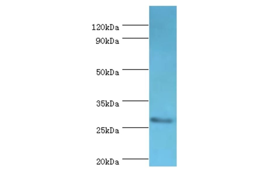 CD48 Polyclonal Antibody from Signalway Antibody (42109) - Antibodies.com