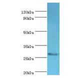 CD48 Polyclonal Antibody from Signalway Antibody (42109) - Antibodies.com