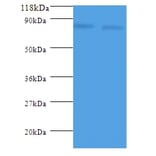 ldcC Polyclonal Antibody from Signalway Antibody (42603) - Antibodies.com