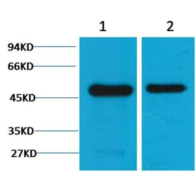 Western blot - Flotillin-1 Mouse Monoclonal Antibody (6C10) from Signalway Antibody (38095) - Antibodies.com