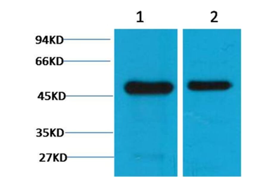 Western blot - Flotillin-1 Mouse Monoclonal Antibody (6C10) from Signalway Antibody (38095) - Antibodies.com