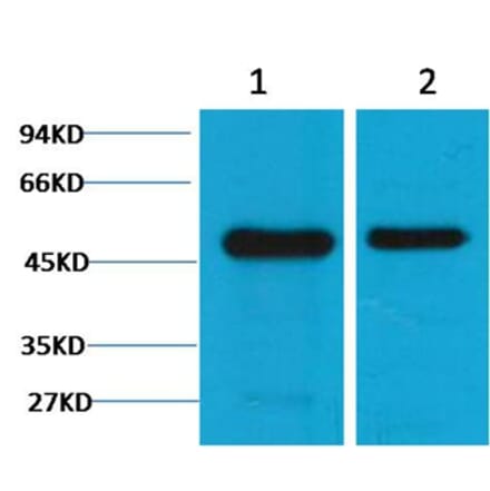 Western blot - Flotillin-1 Mouse Monoclonal Antibody (6C10) from Signalway Antibody (38095) - Antibodies.com