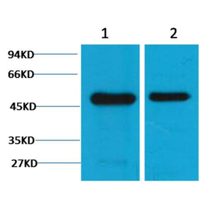 Western blot - Flotillin-1 Mouse Monoclonal Antibody (6C10) from Signalway Antibody (38095) - Antibodies.com