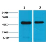 Western blot - Flotillin-1 Mouse Monoclonal Antibody (6C10) from Signalway Antibody (38095) - Antibodies.com