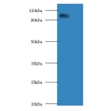 Amyloid beta A4 protein APolyclonal Antibody from Signalway Antibody (42069) - Antibodies.com