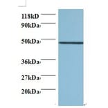 Protein canopy homolog 2 Polyclonal Antibody from Signalway Antibody (42421) - Antibodies.com