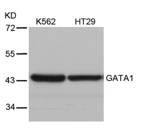 Western blot - GATA1 (Ab-310) Antibody from Signalway Antibody (21042) - Antibodies.com