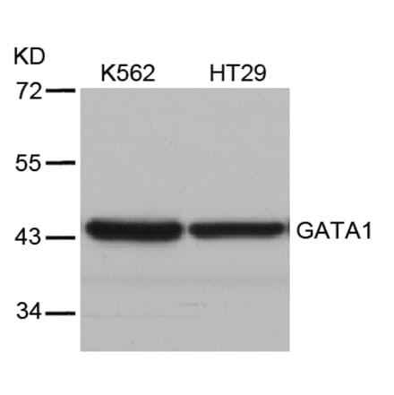 Western blot - GATA1 (Ab-310) Antibody from Signalway Antibody (21042) - Antibodies.com