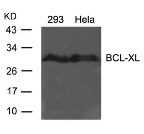 Western blot - BCL-XL (Ab-62) Antibody from Signalway Antibody (21061) - Antibodies.com