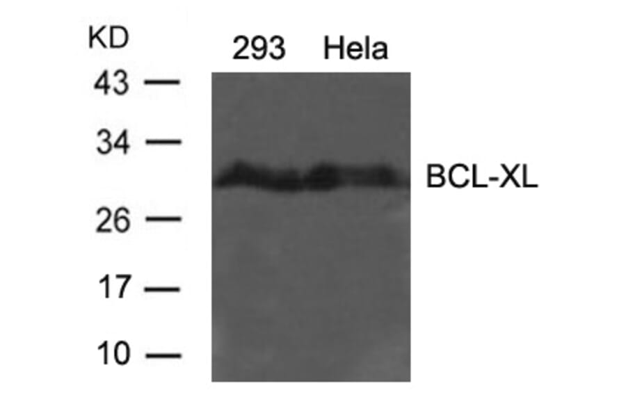 Western blot - BCL-XL (Ab-62) Antibody from Signalway Antibody (21061) - Antibodies.com