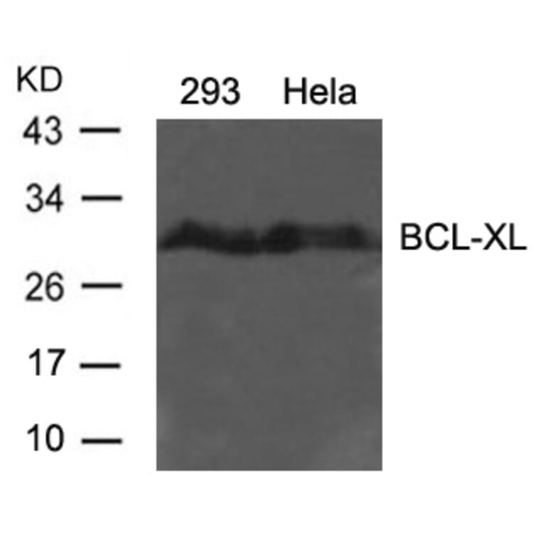 Western blot - BCL-XL (Ab-62) Antibody from Signalway Antibody (21061) - Antibodies.com