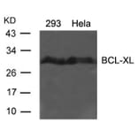 Western blot - BCL-XL (Ab-62) Antibody from Signalway Antibody (21061) - Antibodies.com