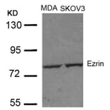 Western blot - Ezrin (Ab-353) Antibody from Signalway Antibody (21094) - Antibodies.com