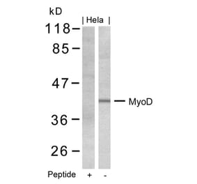 Western blot - MyoD (Ab-200) Antibody from Signalway Antibody (21124) - Antibodies.com