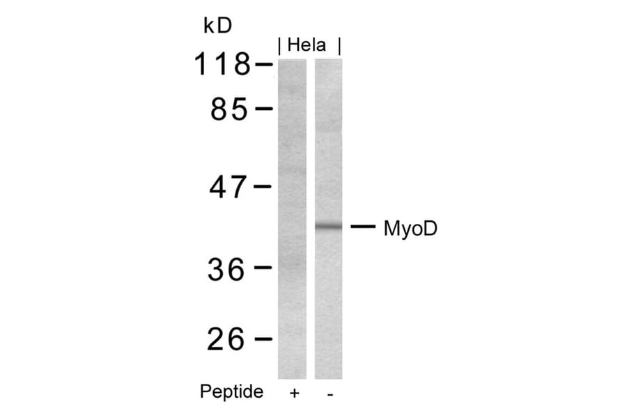 Western blot - MyoD (Ab-200) Antibody from Signalway Antibody (21124) - Antibodies.com