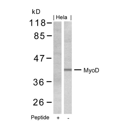 Western blot - MyoD (Ab-200) Antibody from Signalway Antibody (21124) - Antibodies.com