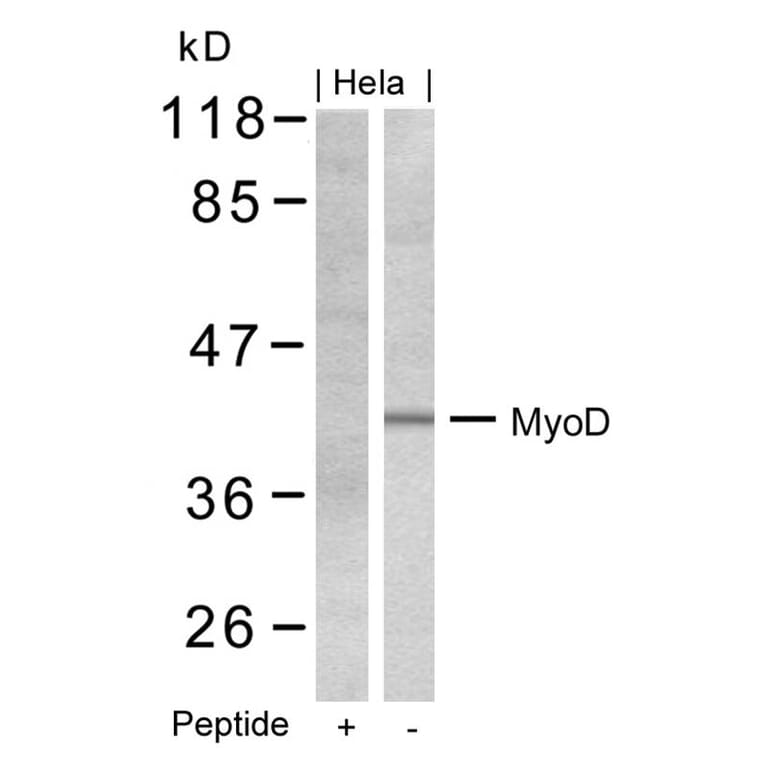 Western blot - MyoD (Ab-200) Antibody from Signalway Antibody (21124) - Antibodies.com