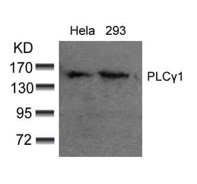 Western blot - PLCg1 (Ab-783) Antibody from Signalway Antibody (21129) - Antibodies.com