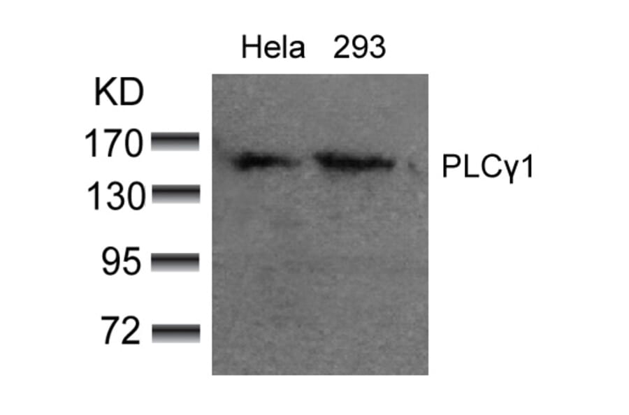 Western blot - PLCg1 (Ab-783) Antibody from Signalway Antibody (21129) - Antibodies.com