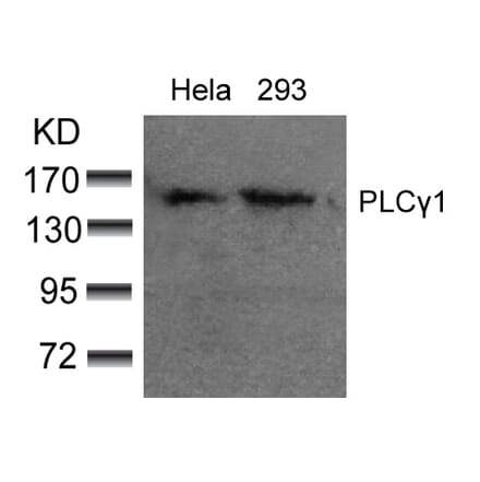 Western blot - PLCg1 (Ab-783) Antibody from Signalway Antibody (21129) - Antibodies.com