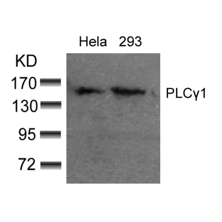 Western blot - PLCg1 (Ab-783) Antibody from Signalway Antibody (21129) - Antibodies.com