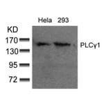 Western blot - PLCg1 (Ab-783) Antibody from Signalway Antibody (21129) - Antibodies.com