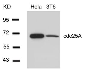 Western blot - cdc25A (Ab-76) Antibody from Signalway Antibody (21163) - Antibodies.com