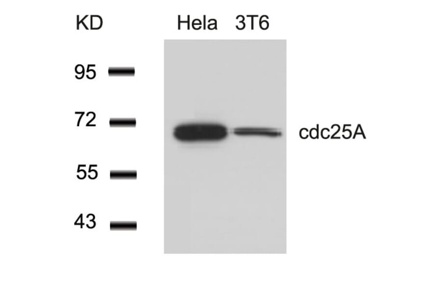 Western blot - cdc25A (Ab-76) Antibody from Signalway Antibody (21163) - Antibodies.com