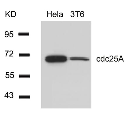 Western blot - cdc25A (Ab-76) Antibody from Signalway Antibody (21163) - Antibodies.com