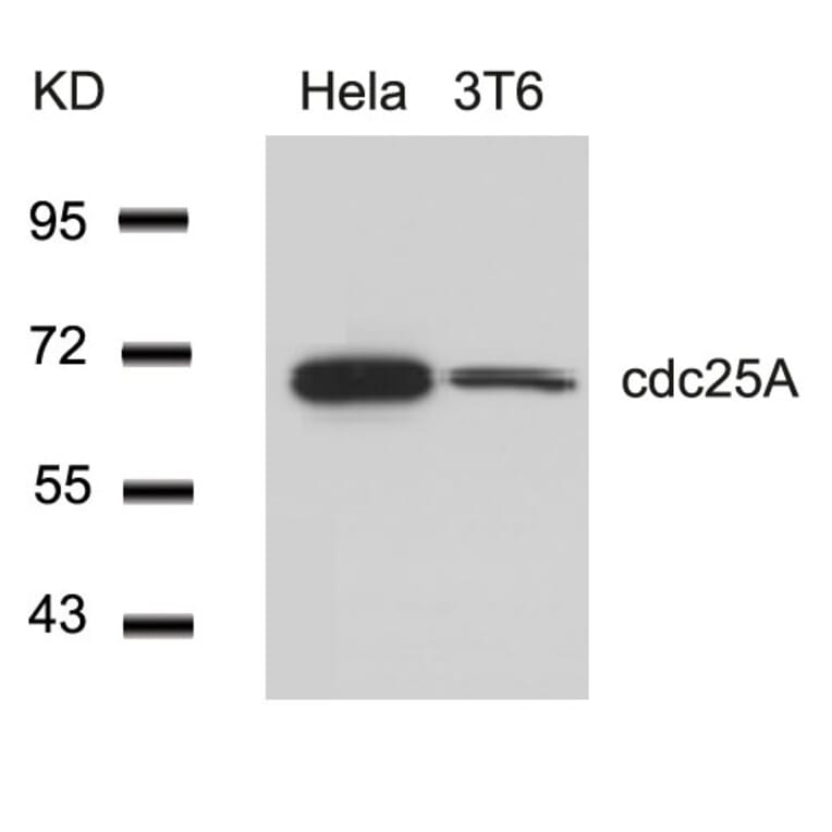 Western blot - cdc25A (Ab-76) Antibody from Signalway Antibody (21163) - Antibodies.com