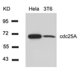 Western blot - cdc25A (Ab-76) Antibody from Signalway Antibody (21163) - Antibodies.com