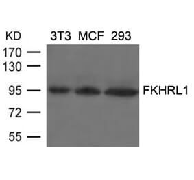 Western blot - FKHRL1 (Ab-253) Antibody from Signalway Antibody (21171) - Antibodies.com