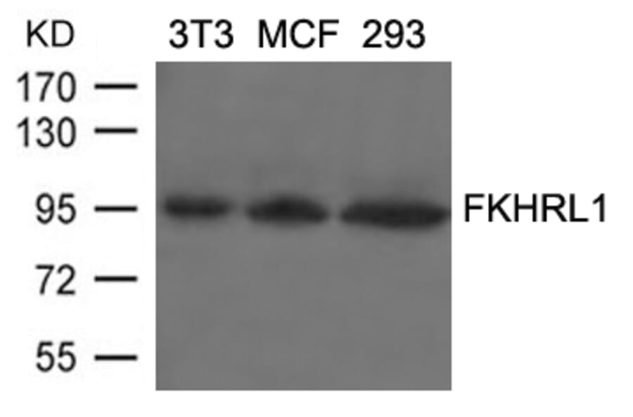 Western blot - FKHRL1 (Ab-253) Antibody from Signalway Antibody (21171) - Antibodies.com